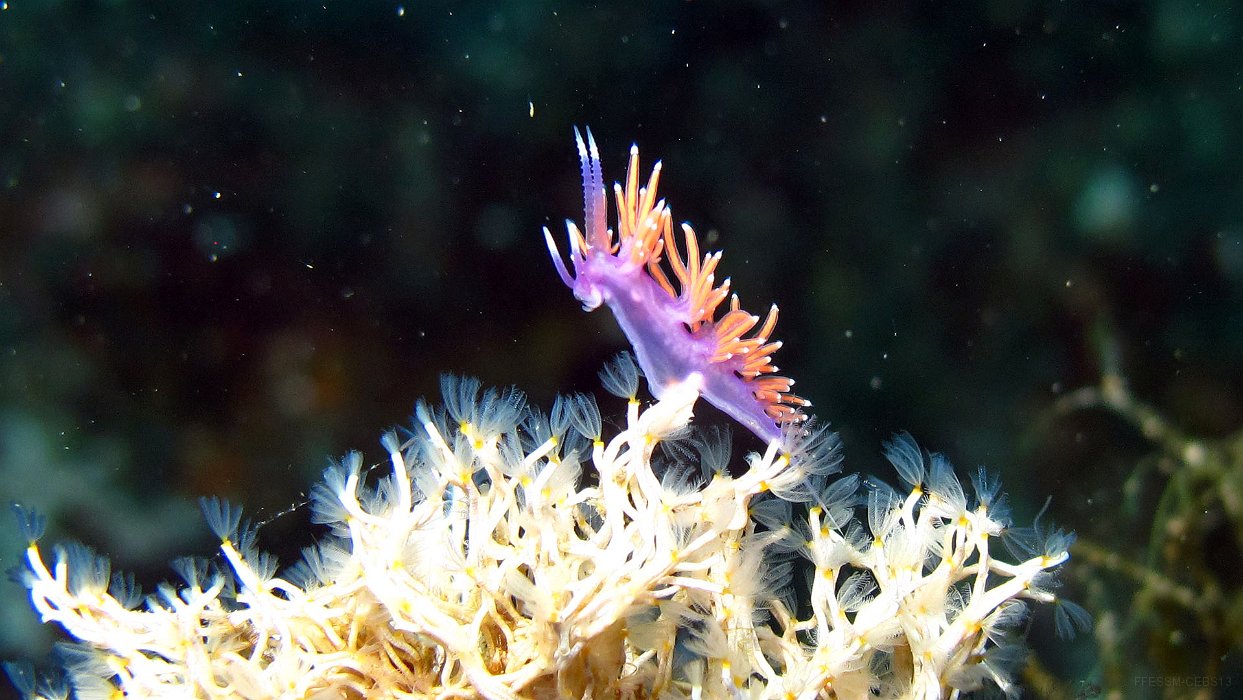 310 Flabelline d'Ischtia (Flabellina ischitana).JPG - Flabelline d'Ischtia (Flabellina ischitana) : Rhinophores annelés, cérates oranges roses sans pointes violettes